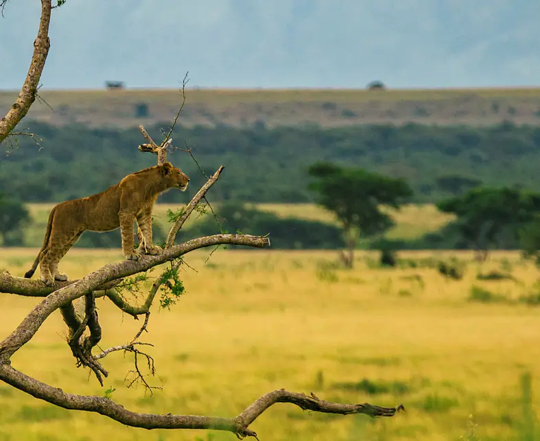 Big Five Game in East Africa.jpg