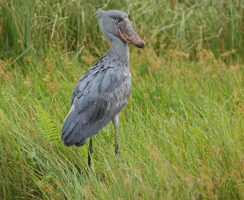 shoebill.JPG