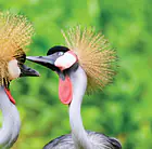 Explore Uganda