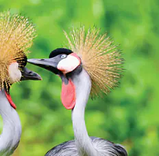 Explore Uganda