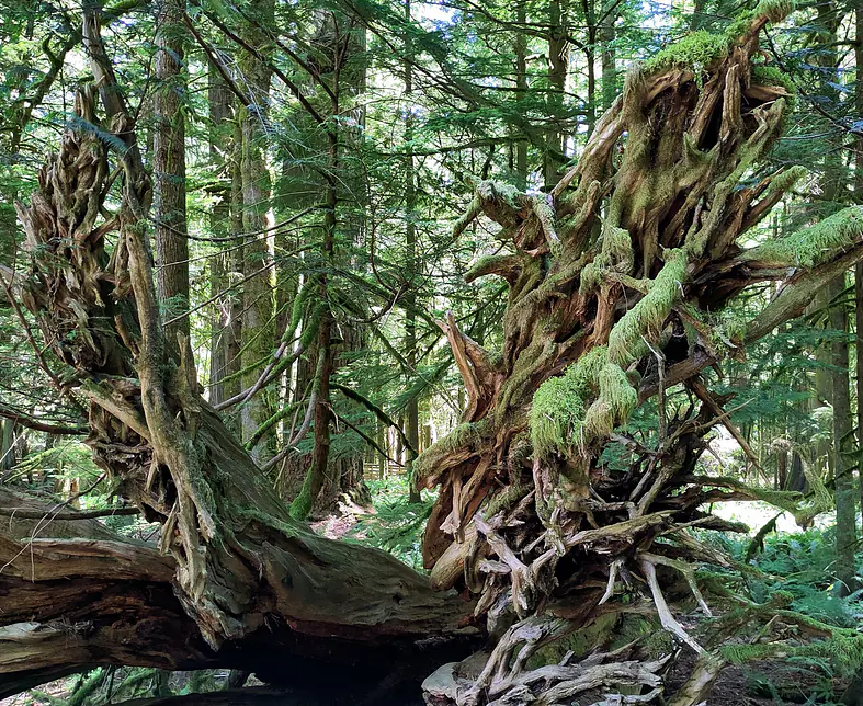 Teaser 008 IMG_20250715_133817~2.jpg