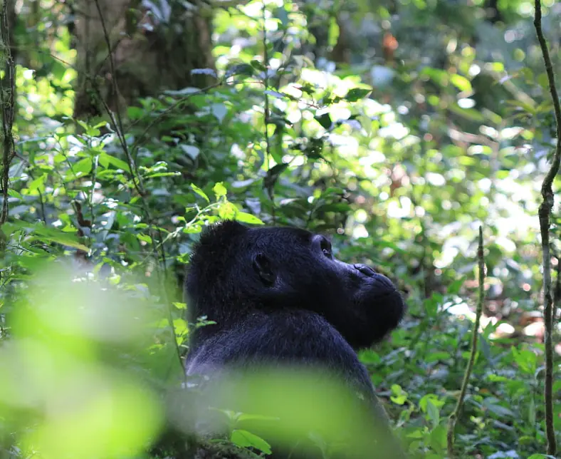 Safari_Uganda_Bwindi_Gorilla_4.jpg