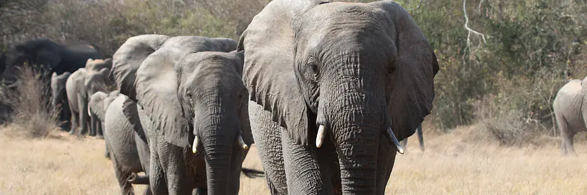 Vortrag: Südafrika - Kino D