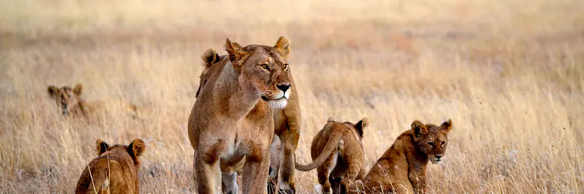 Vortrag: Tanzania & Uganda - Kino D