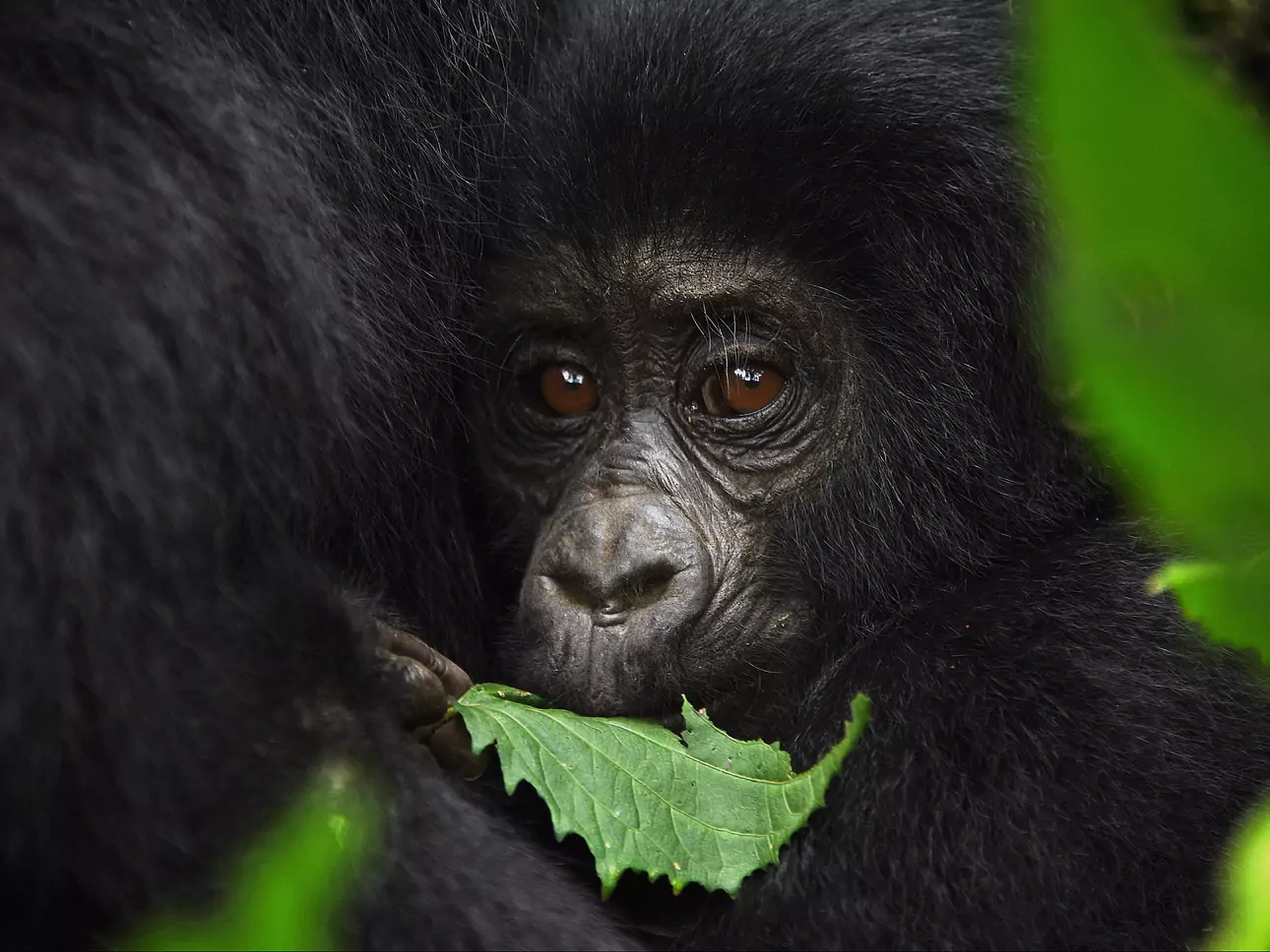 The Grace of the Mountain Gorillas 