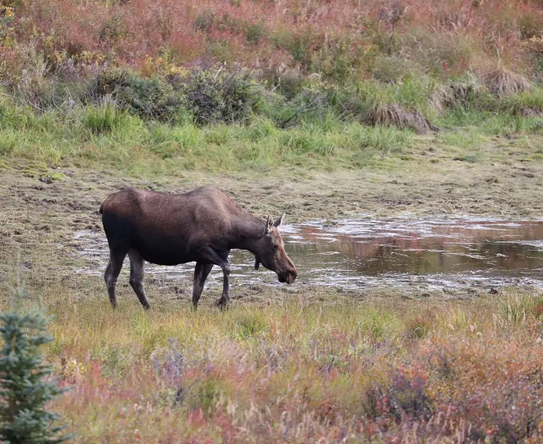 Moose Denali.jpg