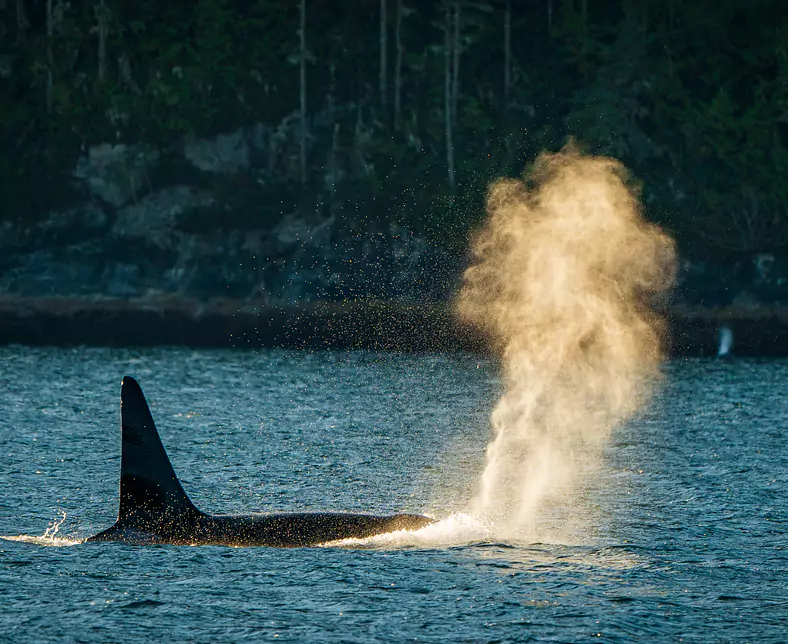 Killer Whale (John Lehmann).jpg