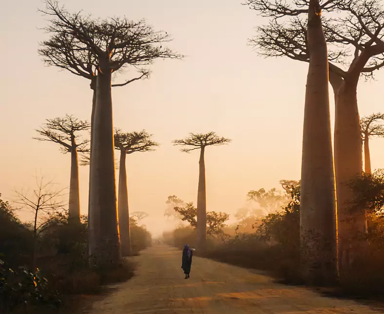 Baobab Allee_Madagascar.jpg