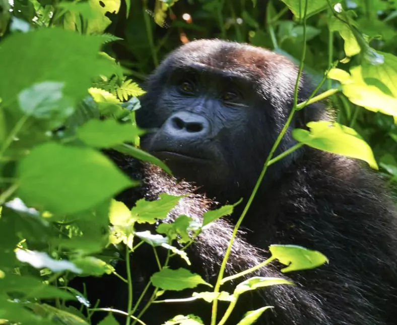 Uganda_Gorilla.jpeg