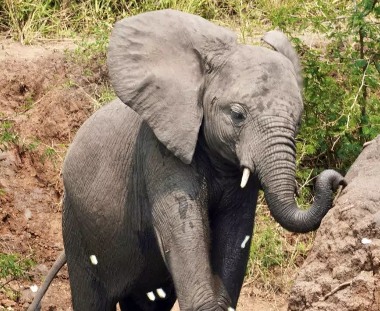 Uganda_Babyelefant.jpeg