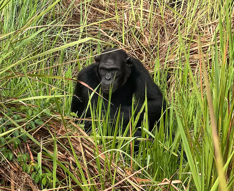 Uganda_Schimpansen Trekking.jpeg
