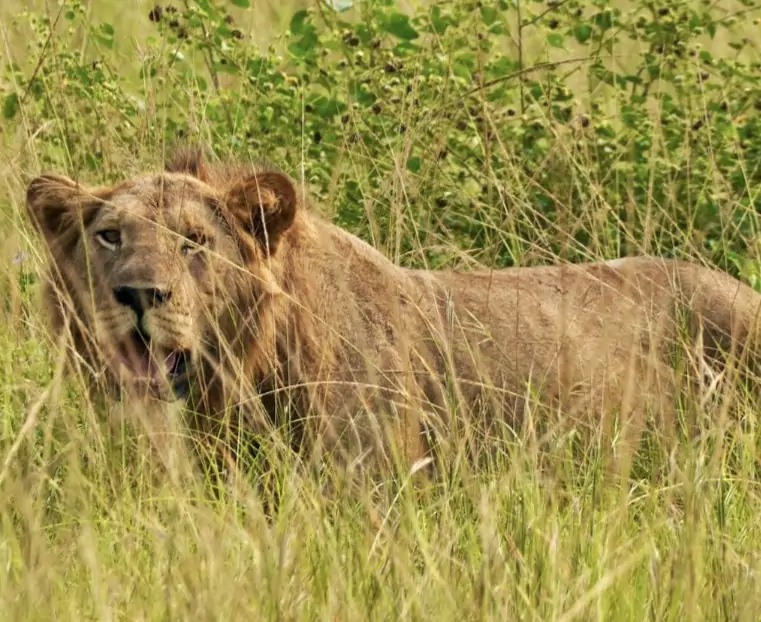 Uganda_Queen Elizabeth Nationalpark_Löwe.jpeg