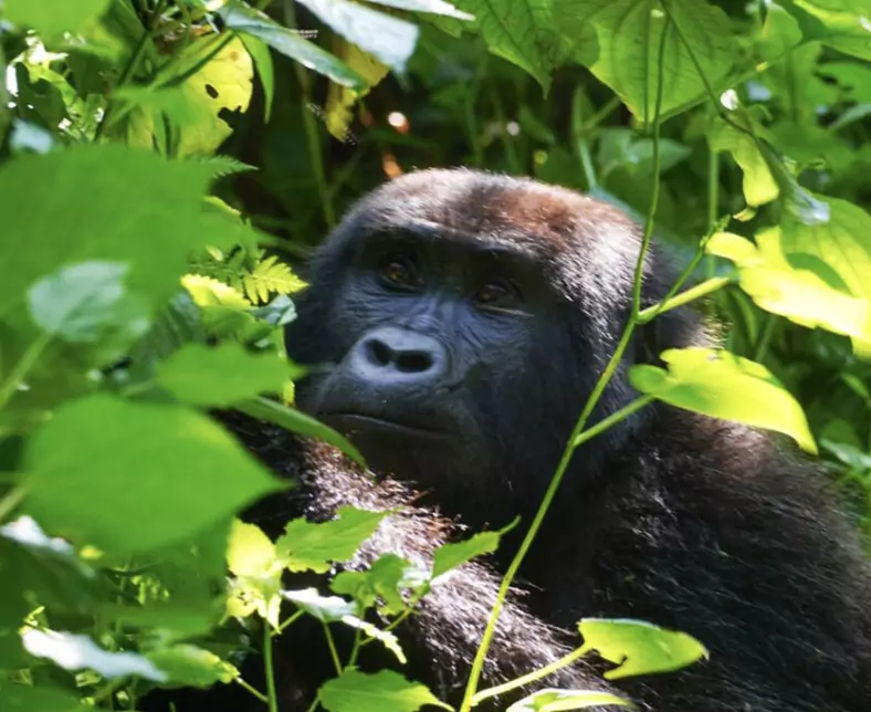 Uganda_Gorilla.jpeg
