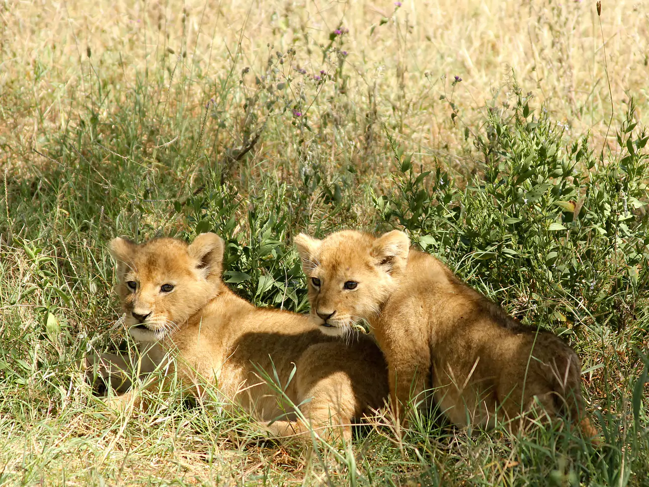 Tanzanie - Safari & Sansibar