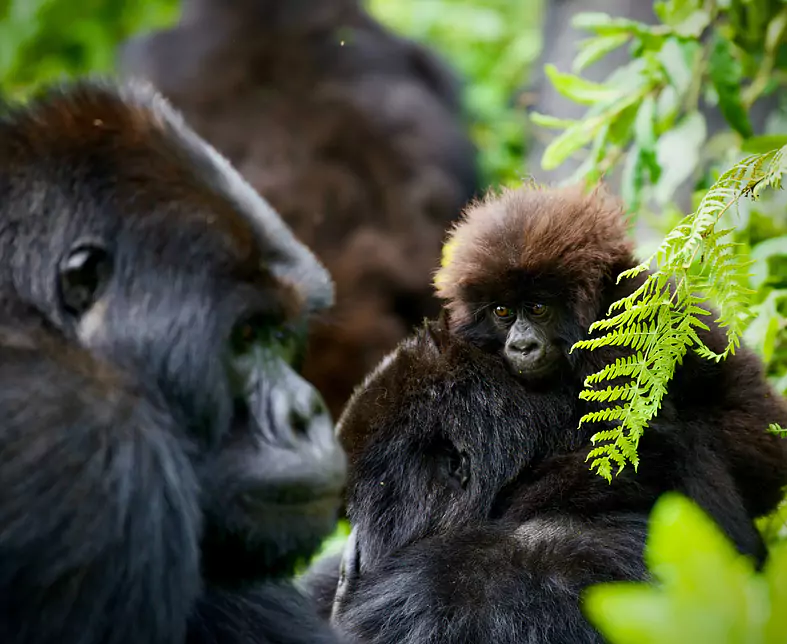 Gorilla, Volcanoes Nationalpark, Rwanda.jpg