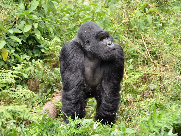 Rwanda - Gorilles et chimpanzées