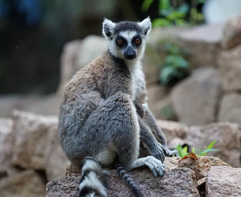 Bricks-Travels-Madagaskar-Lemur.png