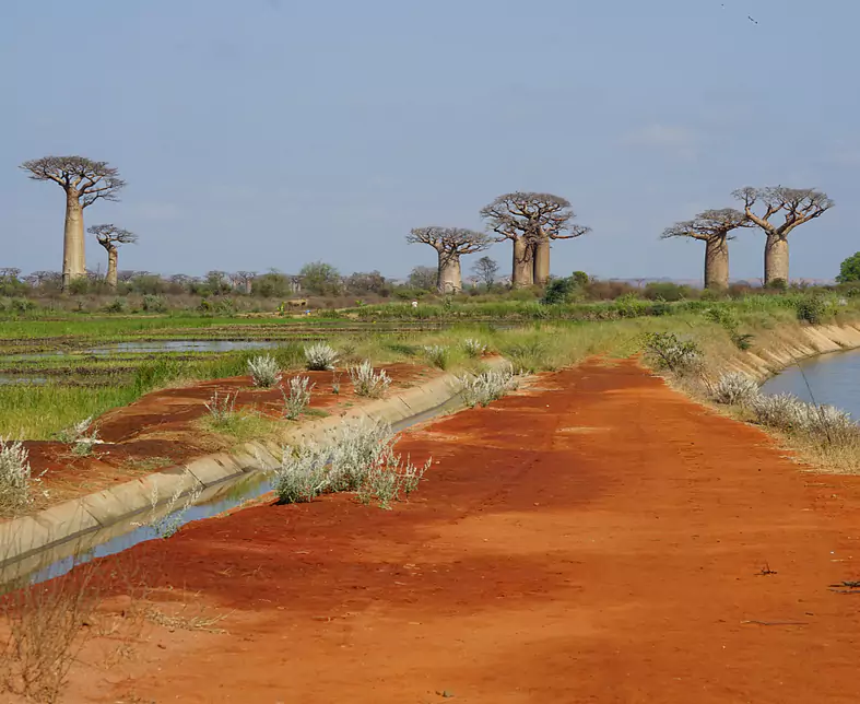 Bricks-Travels-Madagaskar-Baobab.png